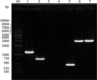 A Negative Regulator of Cellulose Biosynthesis, bcsR, Affects Biofilm Formation, and Adhesion/Invasion Ability of Cronobacter sakazakii